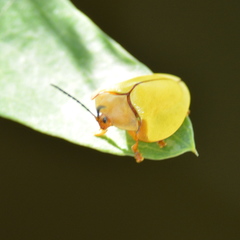 Paraselenis amplicollis