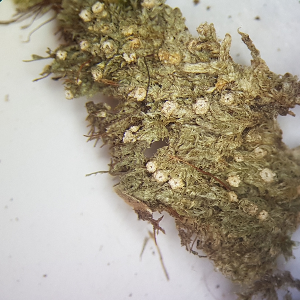 Topeliopsis