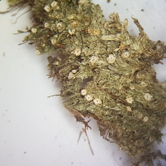 Topeliopsis decorticans
