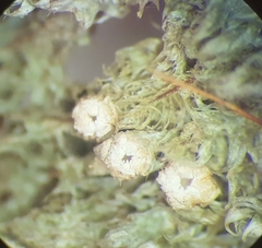 Topeliopsis decorticans