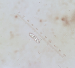 Topeliopsis decorticans