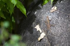 Sceloporus licki