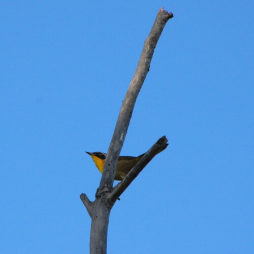 iNaturalist observation photo of Common Yellowthroat