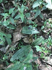 Platanthera flava flava