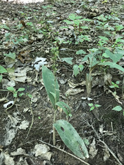 Platanthera flava flava