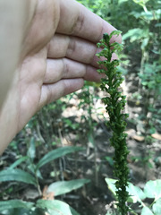 Platanthera flava flava