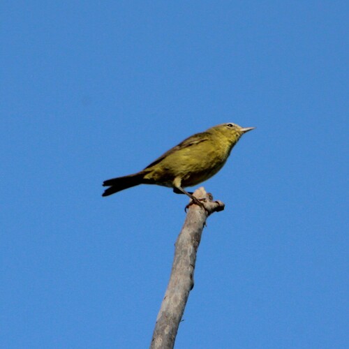 iNaturalist observation photo of Orange-crowned Warbler