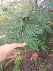 Calliandra trinervia