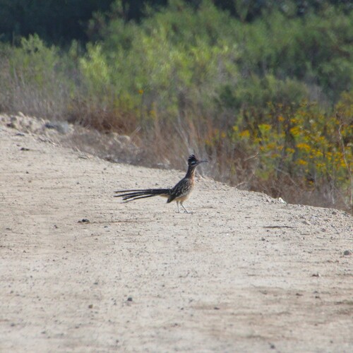 iNaturalist observation photo of Greater Roadrunner