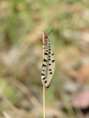 Myrmeleon erythrocephalus
