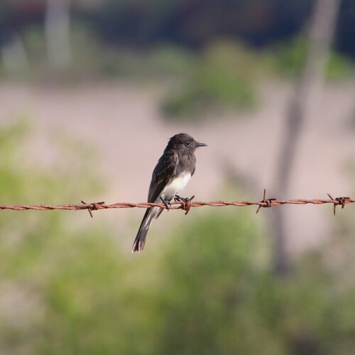 iNaturalist observation photo of Black Phoebe