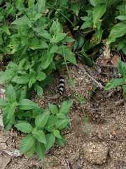 Crotalus ruber lucasensis