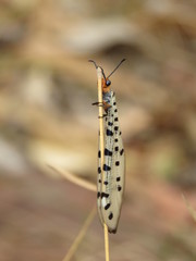 Myrmeleon erythrocephalus