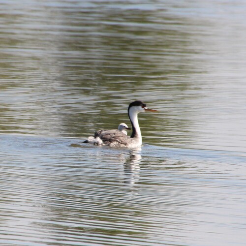 iNaturalist observation photo of Clark's Grebe