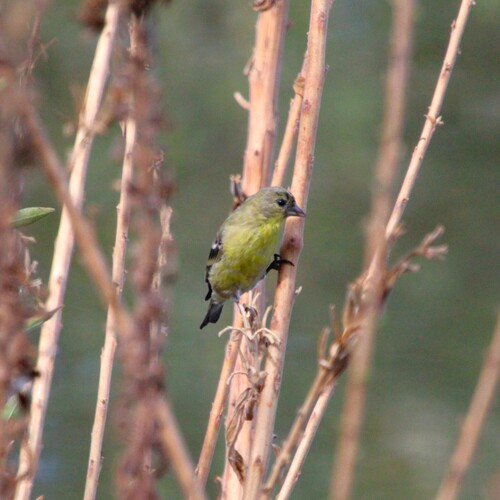 iNaturalist observation photo of Lesser Goldfinch