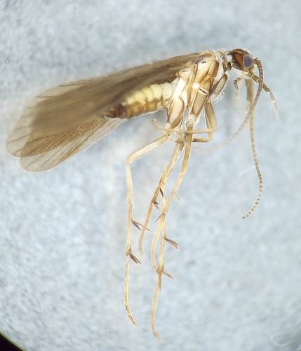 Wormaldia pulla
