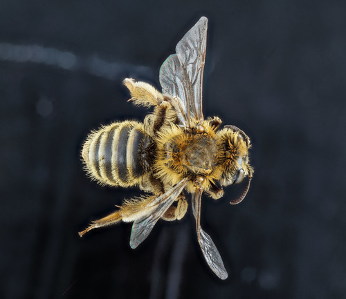 Two-spotted Miner Bee photo 2