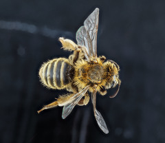 Andrena accepta