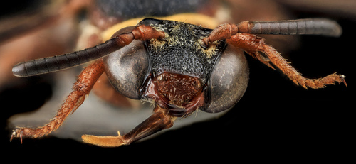 Two-banded Cellophane-cuckoo Bee photo 2