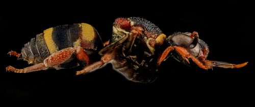 Two-banded Cellophane-cuckoo Bee photo 3