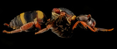 Epeolus bifasciatus