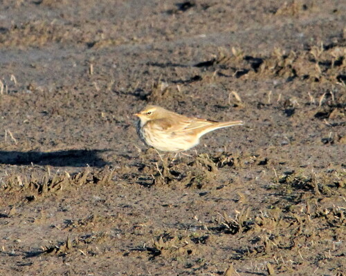 Water Pipit, Nijkerk, Nederland, photo 9 of 10