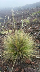 Deschampsia nubigena