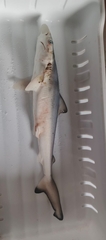 Pacific Smalltail Shark photo 2