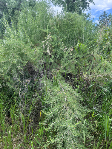 iNaturalist observation 2025-06-27