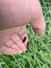 Carex pluriflora