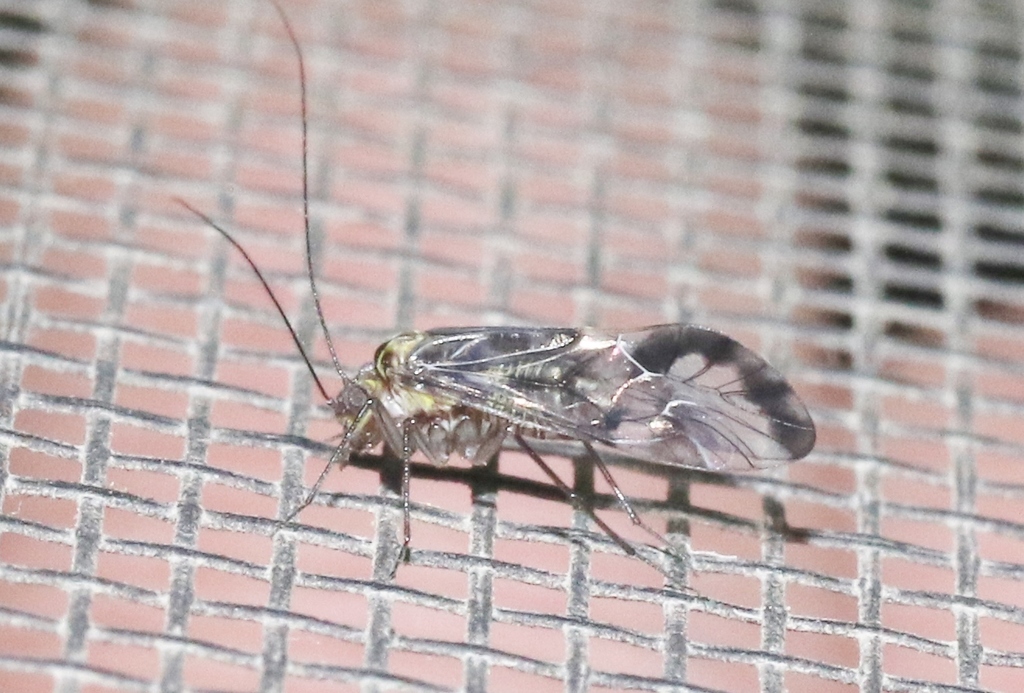 Metylophorus barretti