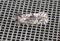 Acrolophus persimplex