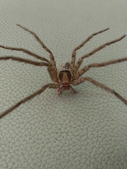 Heteropoda venatoria