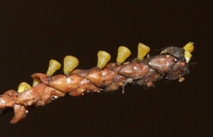 Chloroscypha alutipes