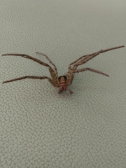 Heteropoda venatoria