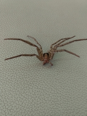 Heteropoda venatoria