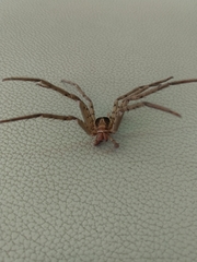 Heteropoda venatoria