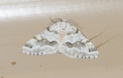 Macaria pallipennata