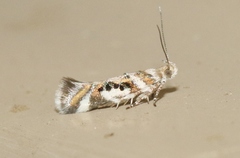 Aristotelia elegantella