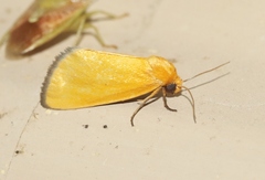 Eulithosia composita