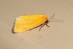 Eulithosia composita