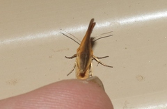 Eulithosia composita