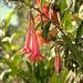 Fuchsia caucana - Photo (c) Smithsonian Institution, National Museum of Natural History, Department of Botany, algunos derechos reservados (CC BY-NC-SA)