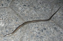 Ophiodes striatus