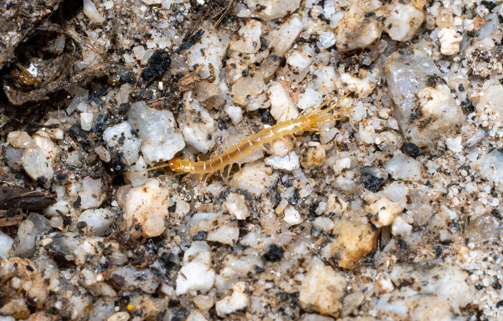 Lithobiidae in September 2025 by Jeremiah Degenhardt · iNaturalist