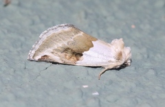 Plagiomimicus dimidiata