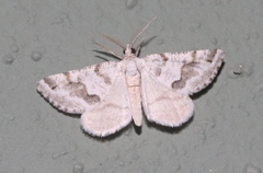 Macaria pallipennata