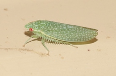 Rugosana