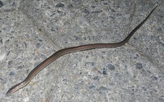 Ophiodes striatus