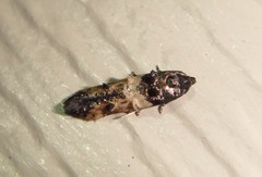 Walshia miscecolorella